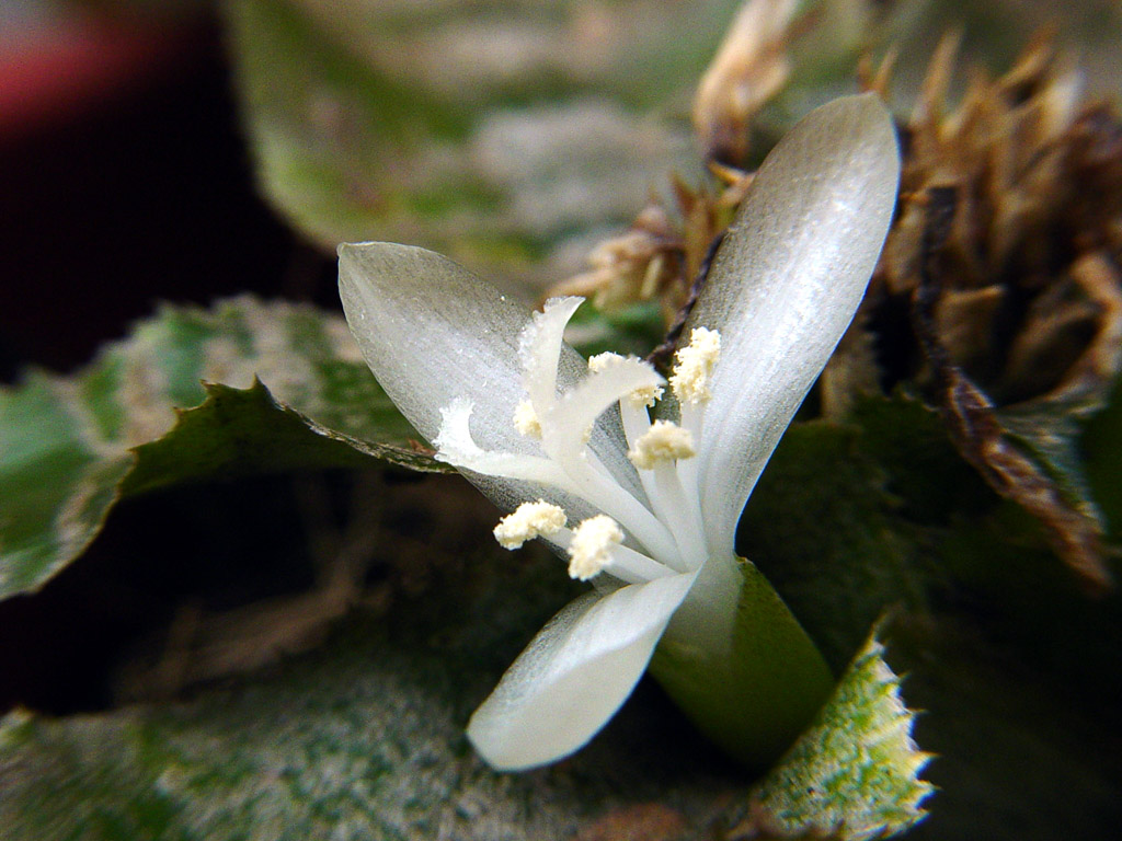 کریپتانتوس بروملیادس